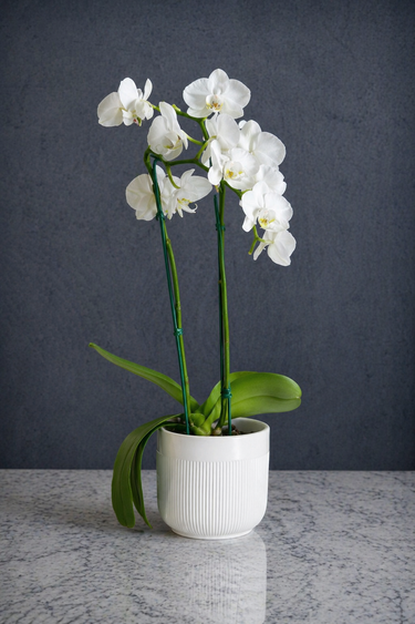Orquídea Phalaenopsis